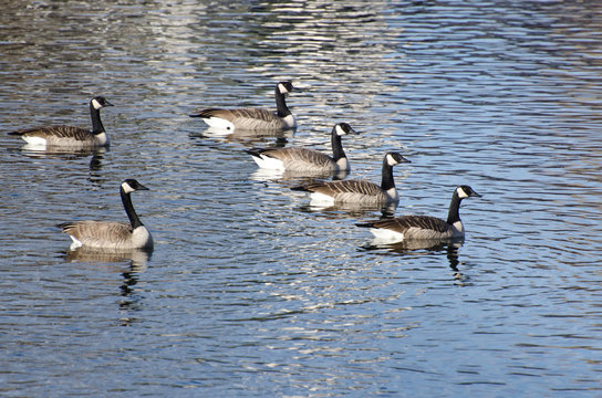 Six Canada Geese Swimming in Lake