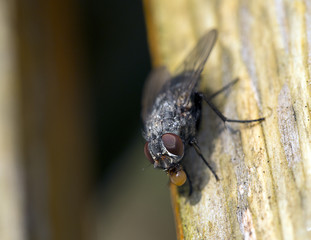Fly