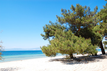 Pine tree on a beach at the luxury hotel, Thassos island, Greece