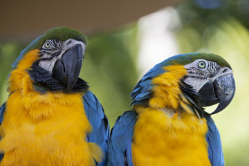 Guacamayos verde azules