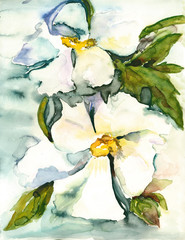 White flowers - 62376588