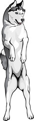 Husky dog standing on hind legs