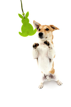 Jack Russell Terrier macht m&auml;nnchen vor Osterhase