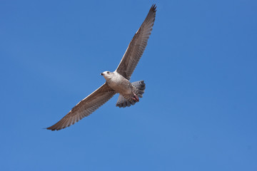 Herring Gull soaring against blue sky
