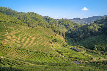 Fototapeta na wymiar Tea plantations on sunset. Northern Thailand.