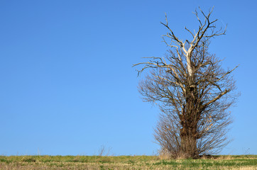 Vieil arbre tortueux dans le pré