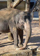 Fototapeta premium Elefant