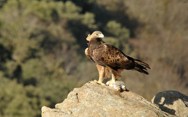 Aguila real adulta con presa en las garras