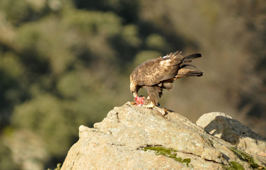 Paisaje con aguila real en la roca
