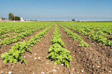Fototapeta na wymiar field of potatoes