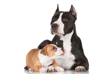 red puppy with his mother