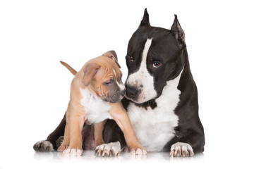 staffordshire terrier puppy with mother