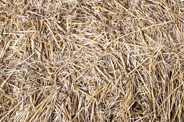 Dry straw