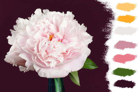 Pink peony color palette