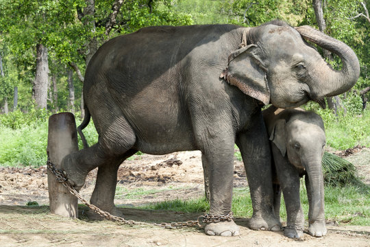 Asian Elephants of Nepal
