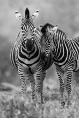 Fototapeta na wymiar Zebra mare and foal standing close together in bush for safety a