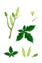 Parts of Okra Plant on White Background