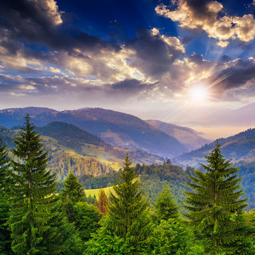 pine trees near valley in mountains and forest on hillside under