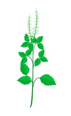 Naklejka premium A Fresh Holy Basil Plant on White Background