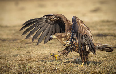White-tailed walking