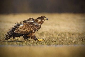 Sea eagle strutting