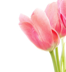 PINK TULIPS