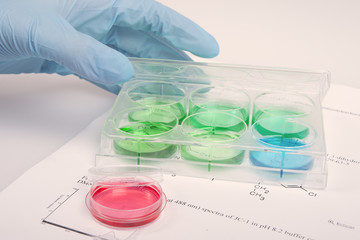 biochemical research with cell culture, using 6-well plates