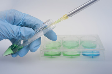 Naklejka premium biochemical research laboratoty, using 6-well plates