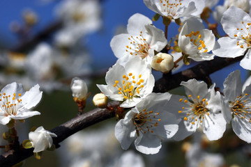 Obstbaumblüten