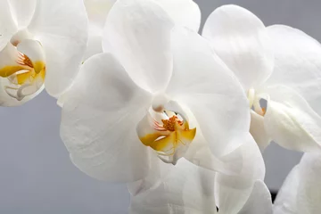 Photo sur Plexiglas Orchidée Orchidée blanche isolée sur fond noir