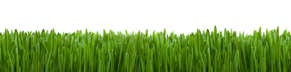Fototapeta na wymiar Wielkanoc trawy przed białym tle
