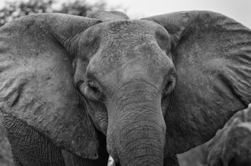 wütender Elefant, Chobe Park Botswana