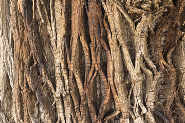 Naklejka premium Zbliżenie tekstury kory drzewa