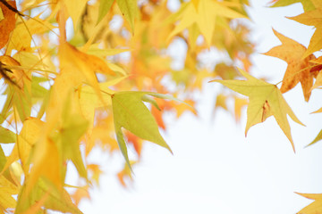 Naklejka na ściany i meble Autumn maple tree selective focus background