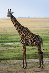Giraffe im Chobe Park, Botswana