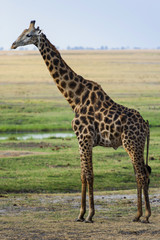 Naklejka na ściany i meble Giraffe im Chobe Park, Botswana