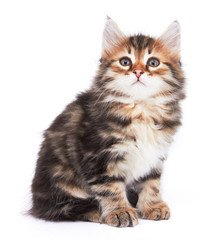 Obraz premium Little Kitten