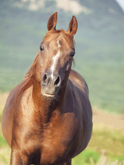 portrait of nice sorrel  horse at freedom