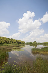 Fototapeta na wymiar Sunny swamp landscape vertical
