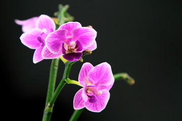 Naklejka na ściany i meble Pink orchid on black background