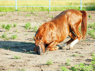 sorrel  arabian  horsenin paddock