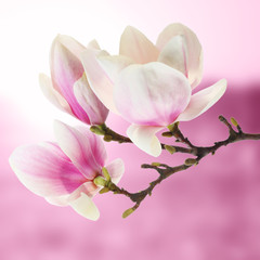 Obraz na płótnie Canvas magnolia