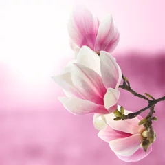 Zelfklevend Fotobehang magnolia © magdal3na