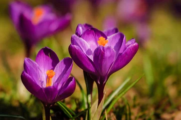 Rolgordijnen Violet crocus - spring flower © tomaspic