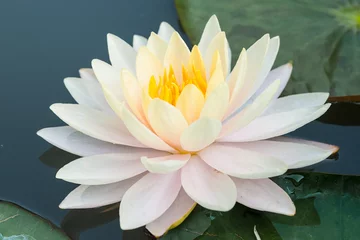 Photo sur Plexiglas fleur de lotus White water Lily