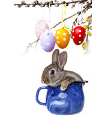 little cute rabbit in a blue cup