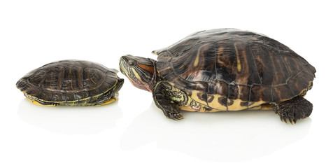 Fototapeta premium turtles on a white background
