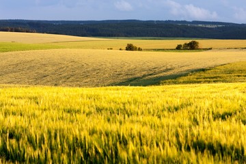 Agricultural Landscape of South Moravia, Czech Republic.