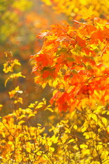 bright autumn leaves in the natural environment