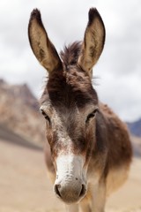 Portrait of Donkey